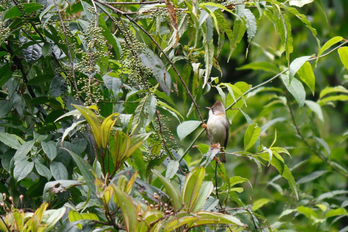 rhtbapat's tweet photo. Not a very fabulous shot.. But at least I got one with whatever gear I had at that time as I did not carry my birding gear. Whiskered Yuhina at Sikkim
#birds #birdphotography #Himalaya #BirdsOfHimalaya #Sikkim https://t.co/0IXFxeusWF