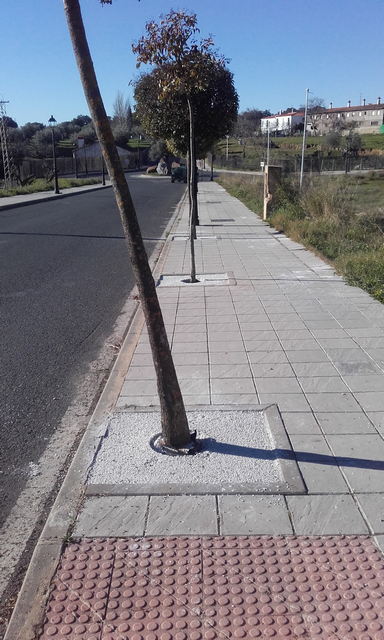 Los Árboles Mágicos ®️, (by Oscar Gaitan) tweet media