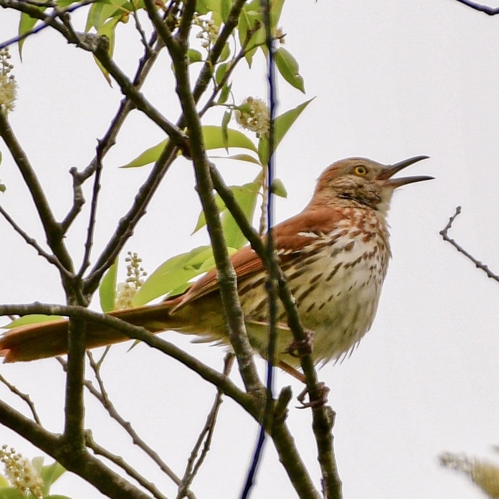 Happy #ThrasherDay.  These guys don’t pose often, so it was a treat to catch one calling from the treetop.
Brown Thrasher 🤎
Indians Springs, Oakland County, MI
#DetroitBirdAlly #Birds #BirdTwitter #TwitterBirds
