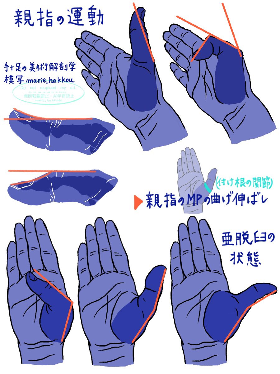 手＋足の美術解剖学　模写
P43 親指の運動はＭＰ関節が反らない範囲で可能。指の関節が柔らかい人はまっすぐよりも反ることがある。これは亜脱臼に分類される。