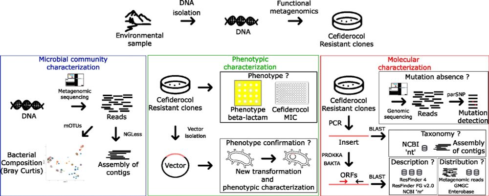 Uli Klümper (@ulikluemper) on Twitter photo Our new preprint as part of the <a href="/JPIAMR/">JPIAMR</a> <a href="/SEARCHER_JPIAMR/">SEARCHER</a> project led by <a href="/GschwindRemi/">Rémi GSCHWIND</a> & <a href="/RuppeEtienne/">Etienne Ruppé</a> uses functional metagenomics to identify novel resistances:
"Environmental reservoir of resistance genes for the last resort antibiotic Cefiderocol"
biorxiv.org/content/10.110… Our new preprint as part of the <a href="/JPIAMR/">JPIAMR</a> <a href="/SEARCHER_JPIAMR/">SEARCHER</a> project led by <a href="/GschwindRemi/">Rémi GSCHWIND</a> & <a href="/RuppeEtienne/">Etienne Ruppé</a> uses functional metagenomics to identify novel resistances:
"Environmental reservoir of resistance genes for the last resort antibiotic Cefiderocol"
biorxiv.org/content/10.110…