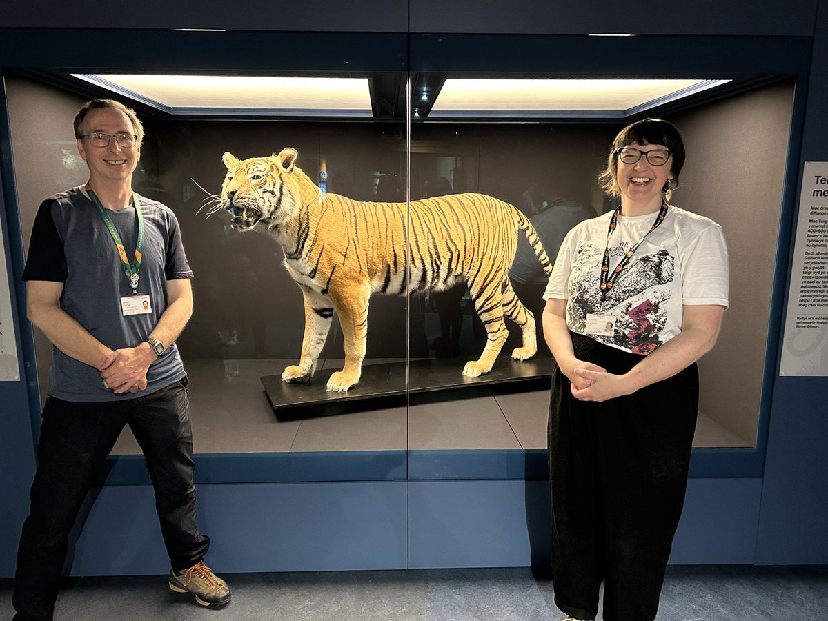 Cardiff Curator (@cardiffcurator) on Twitter photo Exciting news from <a href="/Museum_Cardiff/">Amgueddfa Caerdydd</a>! Bryn our Sumatran Tiger is now on display in our Diversity gallery. Here’s Vertebrate Curator <a href="/jennifergallich/">jennifer gallichan</a> and <a href="/NatHistConserve/">NatHistConservation</a> getting Bryn ready. Find out more about Bryn: museum.wales/blog/1760/The-… Exciting news from <a href="/Museum_Cardiff/">Amgueddfa Caerdydd</a>! Bryn our Sumatran Tiger is now on display in our Diversity gallery. Here’s Vertebrate Curator <a href="/jennifergallich/">jennifer gallichan</a> and <a href="/NatHistConserve/">NatHistConservation</a> getting Bryn ready. Find out more about Bryn: museum.wales/blog/1760/The-…