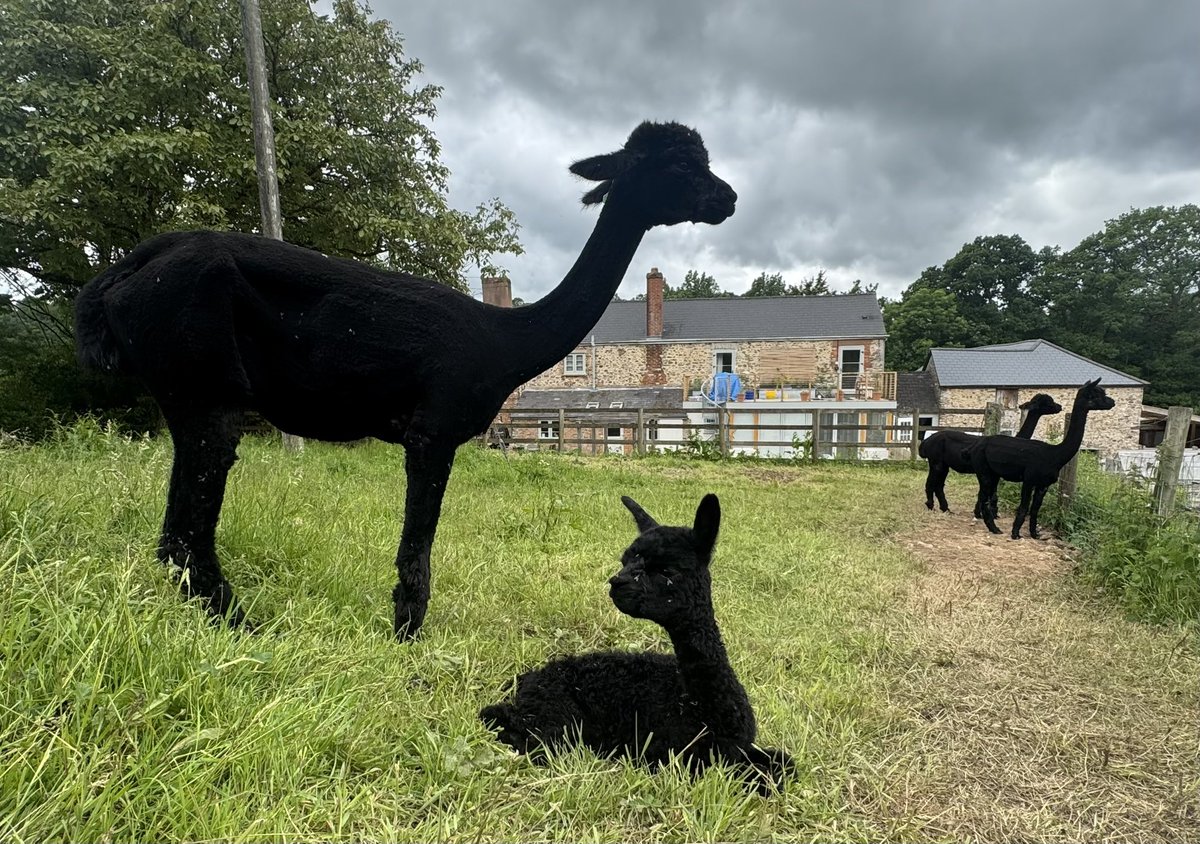 Amiryck Alpaca tweet media