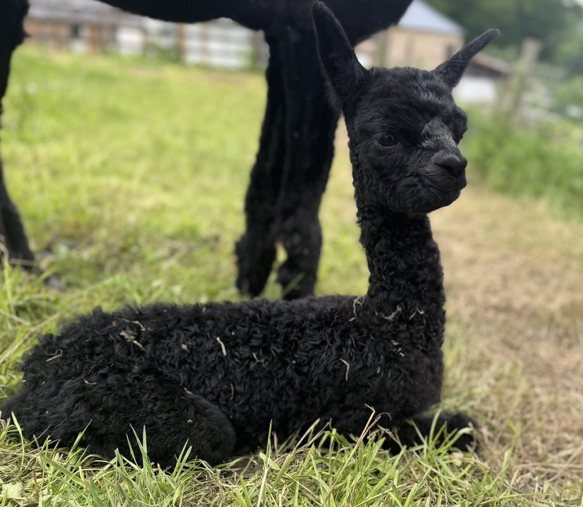 Amiryck Alpaca tweet media