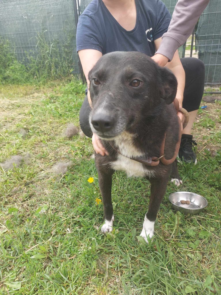 Meet Jasper 💙
Approx. 4 year old
Medium
Romania

Jasper is a friendly, happy boy who likes walks and a fuss and is a pleasure to be around ❤️

He gets on well with dogs following slow introductions.
He can live with kids 8+

Apply: pawprints2freedom.co.uk/apply