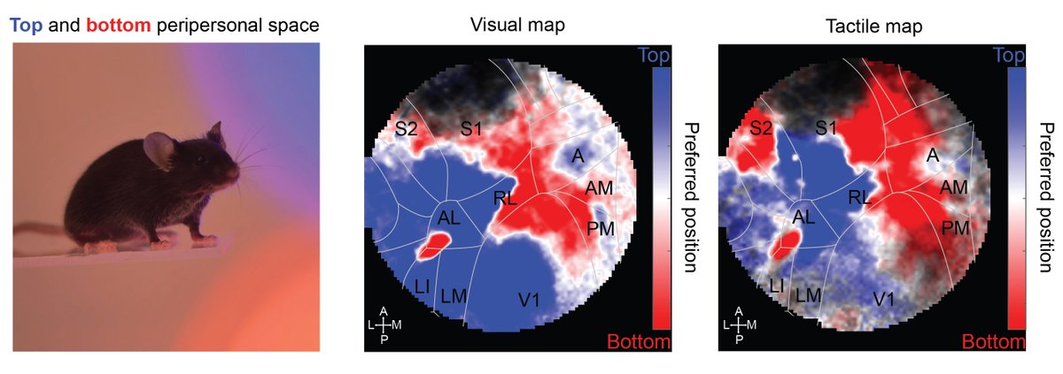 Giulio Matteucci (@giulio_matt) on Twitter photo Mice dorsal cortex hosts overlapping visual and tactile sensory maps, forming an abstract representation of peripersonal space that enables spontaneous generalization of spatial task rules.
Co-led this study with <a href="/GtnMaelle/">Maëlle Guyoton</a> in <a href="/elboustanilab/">Sami El-Boustani</a>!
More details down here... 🧠👇 Mice dorsal cortex hosts overlapping visual and tactile sensory maps, forming an abstract representation of peripersonal space that enables spontaneous generalization of spatial task rules.
Co-led this study with <a href="/GtnMaelle/">Maëlle Guyoton</a> in <a href="/elboustanilab/">Sami El-Boustani</a>!
More details down here... 🧠👇