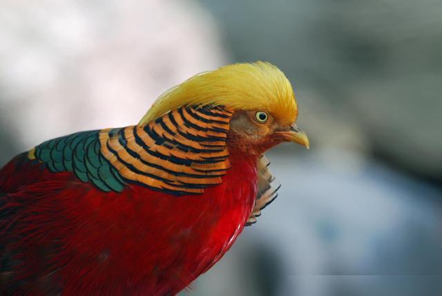 lxp_2012's tweet image. #trumpbird