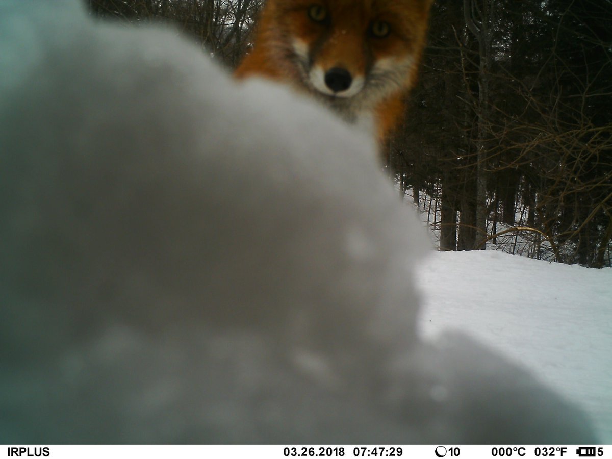 trailcam (@trail_cams) on Twitter photo 