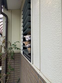 VANILLA (@dgj3lrw9h6otclt) on Twitter photo 