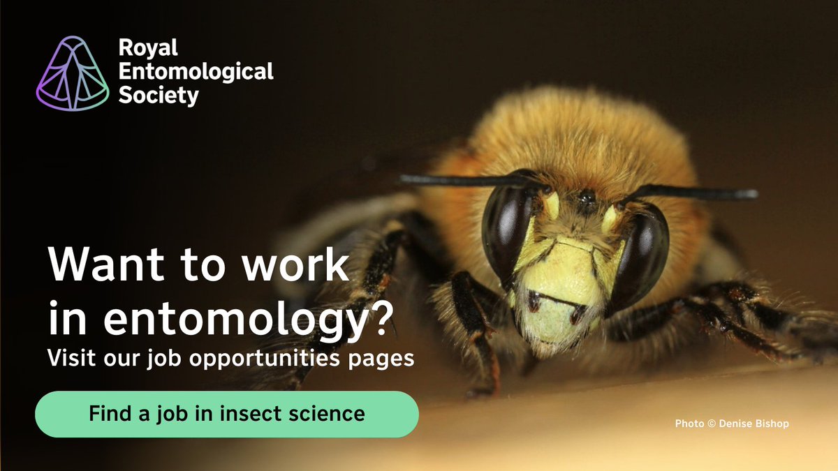 Royal Entomological Society (@royentsoc) on Twitter photo Have you seen our regularly updated job opportunities page?
Visit our website for some open entomology-related #jobs 🔽
royensoc.co.uk/membership-and…
If you have an #insect-related #job opportunity, please send us the details info@royensoc.co.uk Have you seen our regularly updated job opportunities page?
Visit our website for some open entomology-related #jobs 🔽
royensoc.co.uk/membership-and…
If you have an #insect-related #job opportunity, please send us the details info@royensoc.co.uk