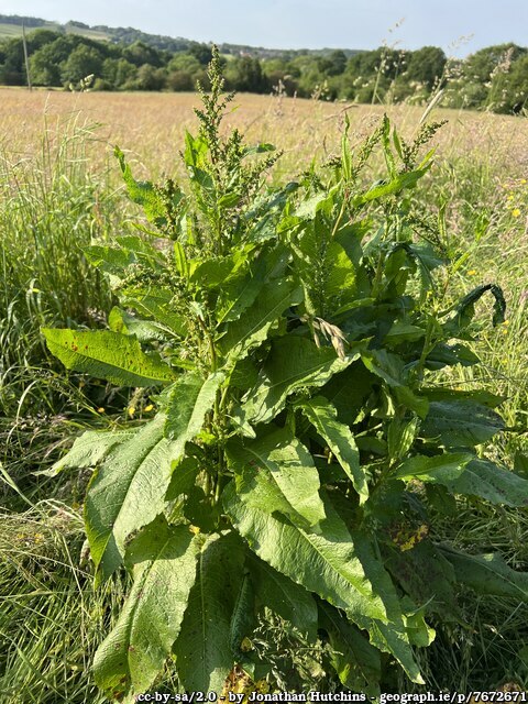 Logainm.ie (@logainm_ie) on Twitter photo Mín na gCopóg i nDún na nGall
Meenagoppoge Donegal
logainm.ie/ga/14432
mín = mountain pasture, a plain 
copóg = dock leaf, a large leaf
'the level ground of the docks'
Féach téama faoi thrácht
Copóga / Docks
logainm.ie/ga/teamai
Neantóg a dhóigh mé, copóg a leigheas mé! Mín na gCopóg i nDún na nGall
Meenagoppoge Donegal
logainm.ie/ga/14432
mín = mountain pasture, a plain 
copóg = dock leaf, a large leaf
'the level ground of the docks'
Féach téama faoi thrácht
Copóga / Docks
logainm.ie/ga/teamai
Neantóg a dhóigh mé, copóg a leigheas mé!