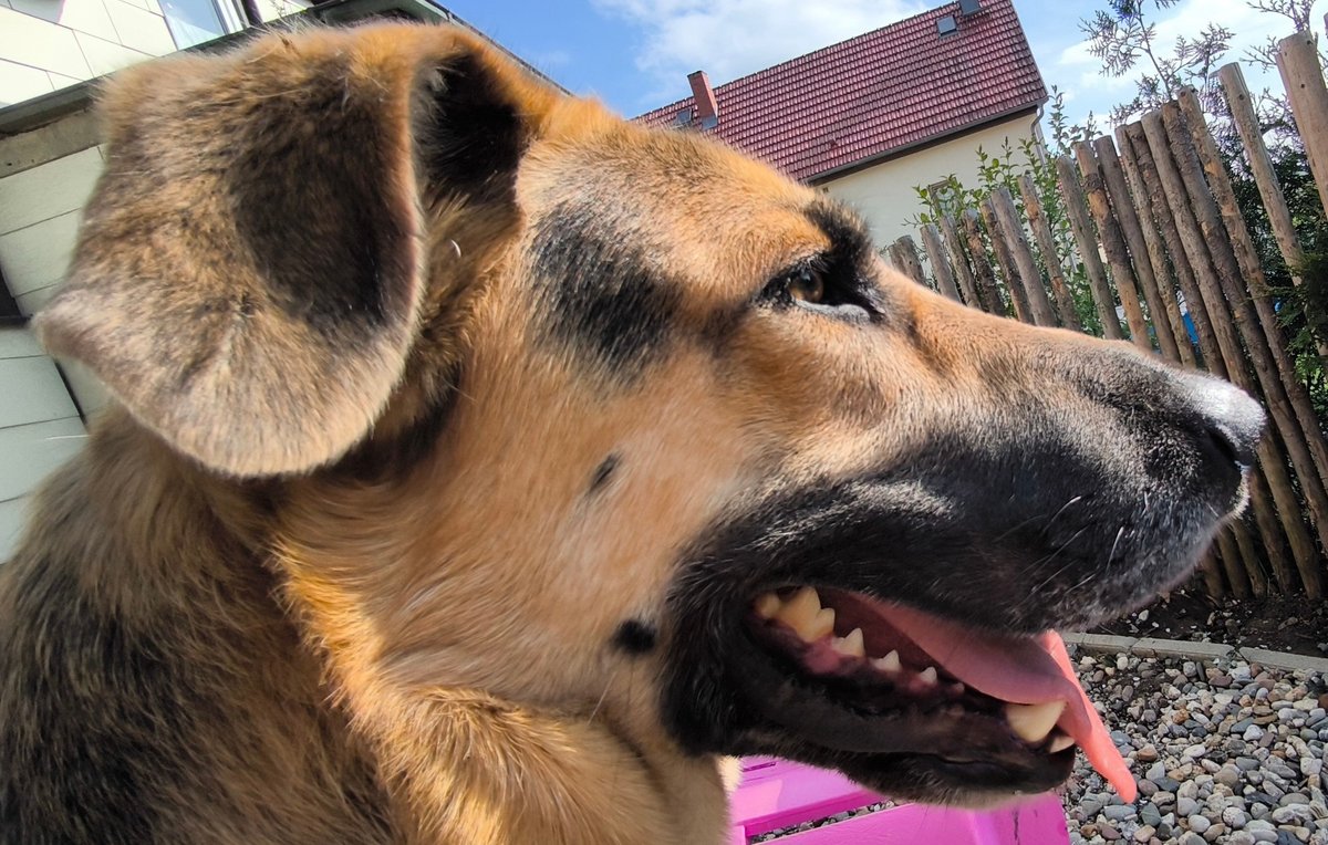 Ja, ich poste Hundebilder (selten, aber ja...)
Aber keine Katzenbilder (außer es wird gewünscht).

Kaffeetassenbildchen vielleicht noch?
Wenn ihr wollt: Kein Problem!