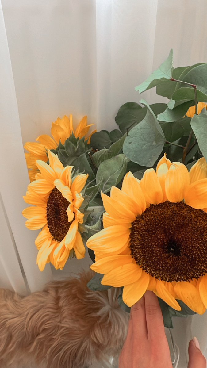 saagharsaber's tweet photo. Just because it goes with my nails🌻 https://t.co/3yiMvEyPKL