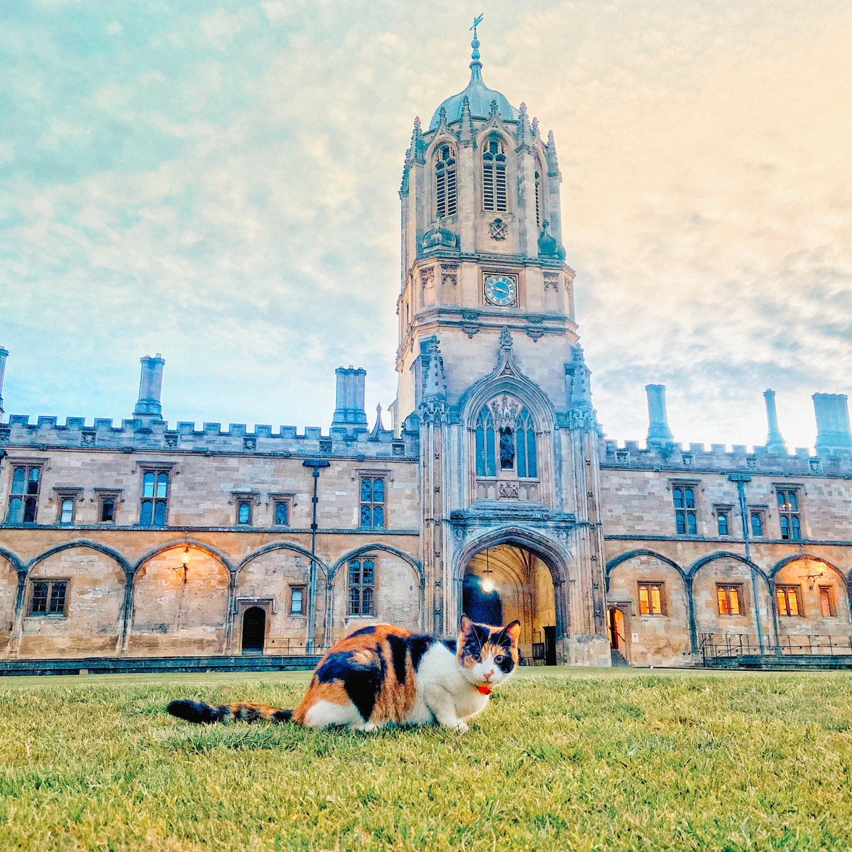 Christ Church (@chch_oxford) on Twitter photo After protracted negotiations regarding the provision of treats, Alice the cat has granted visitors purr-mission to enter Christ Church for the <a href="/UniofOxford/">University of Oxford</a> Open Days on 2–3 July.
Learn more ➡️ bit.ly/ChCh_Open25
📷 Jagyoseni Mandal #ChChChats #OxOpenDay #MuChChLove After protracted negotiations regarding the provision of treats, Alice the cat has granted visitors purr-mission to enter Christ Church for the <a href="/UniofOxford/">University of Oxford</a> Open Days on 2–3 July.
Learn more ➡️ bit.ly/ChCh_Open25
📷 Jagyoseni Mandal #ChChChats #OxOpenDay #MuChChLove