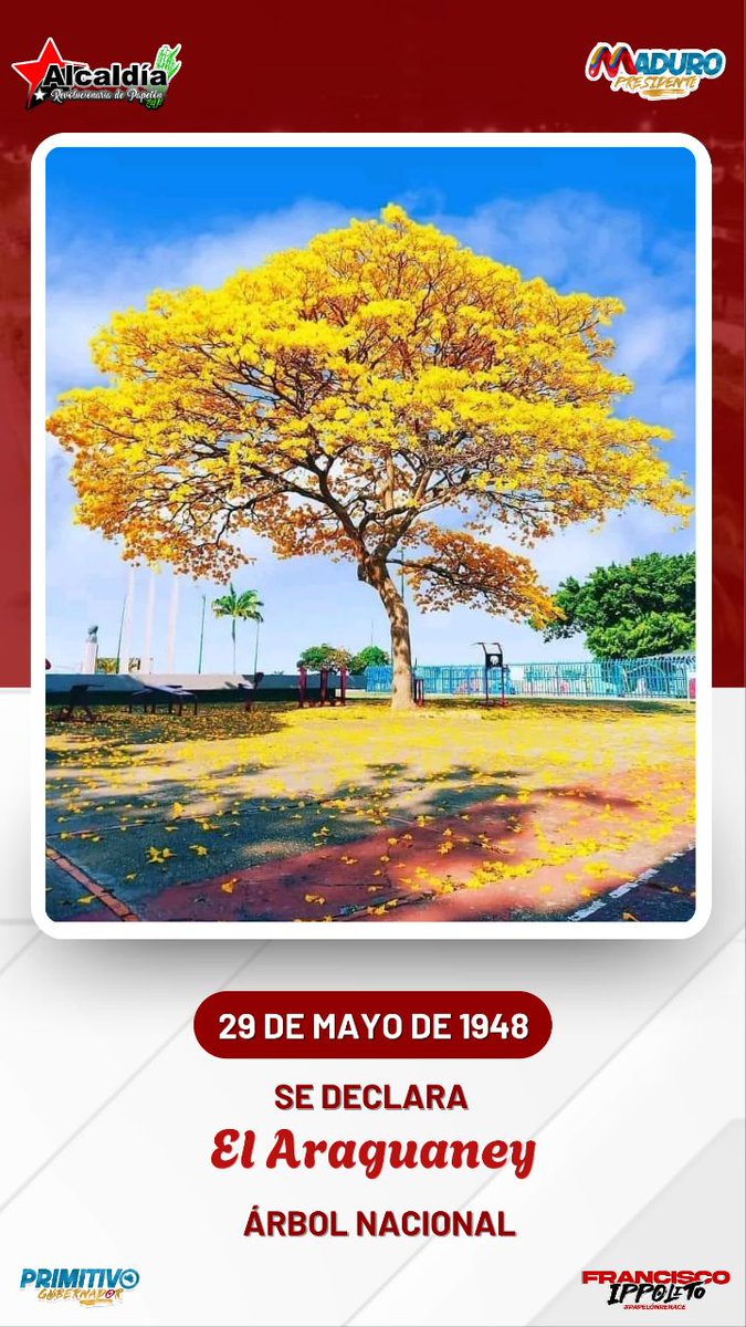 El 29 de mayo de 1948 se declara el Araguaney como árbol nacional de Venezuela, por ser una de las especies más hermosas y autóctonas del país, capaz de crecer y adaptarse a diversas regiones y climas.
#PapelónRenace
