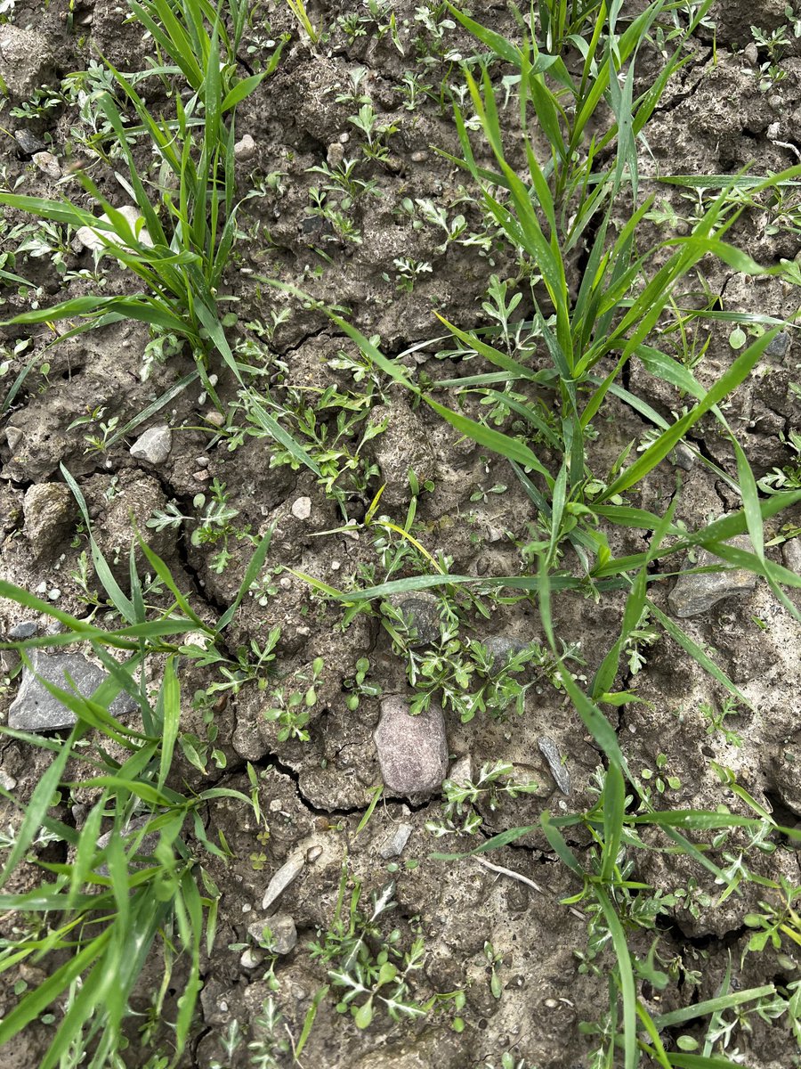 cornellweedsci's tweet photo. Spring wheat trial got sprayed before rain ⁦@CornellCALS⁩ campus farm. We are testing Tolvera herbicide alone or in combinations for crop safety and broadspectrum weed control. Stay tuned! ⁦@ccecornell⁩ https://t.co/LT8qSwWrjL