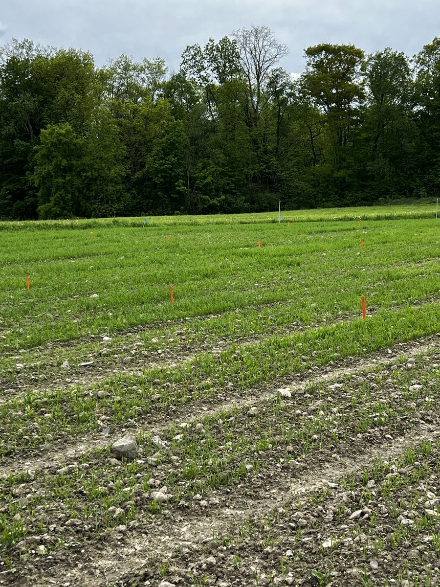Vipan Kumar (@cornellweedsci) on Twitter photo Spring wheat trial got sprayed before rain <a href="/CornellCALS/">Cornell CALS</a> campus farm. We are testing Tolvera herbicide alone or in combinations for crop safety and broadspectrum weed control. Stay tuned! <a href="/ccecornell/">Cornell Cooperative Extension</a> Spring wheat trial got sprayed before rain <a href="/CornellCALS/">Cornell CALS</a> campus farm. We are testing Tolvera herbicide alone or in combinations for crop safety and broadspectrum weed control. Stay tuned! <a href="/ccecornell/">Cornell Cooperative Extension</a>