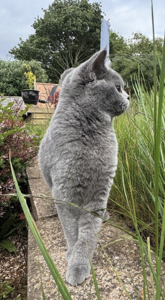 Davidjsalter's tweet image. When you know you're the cutest kitten on the street!
Cleo strutting her stuff