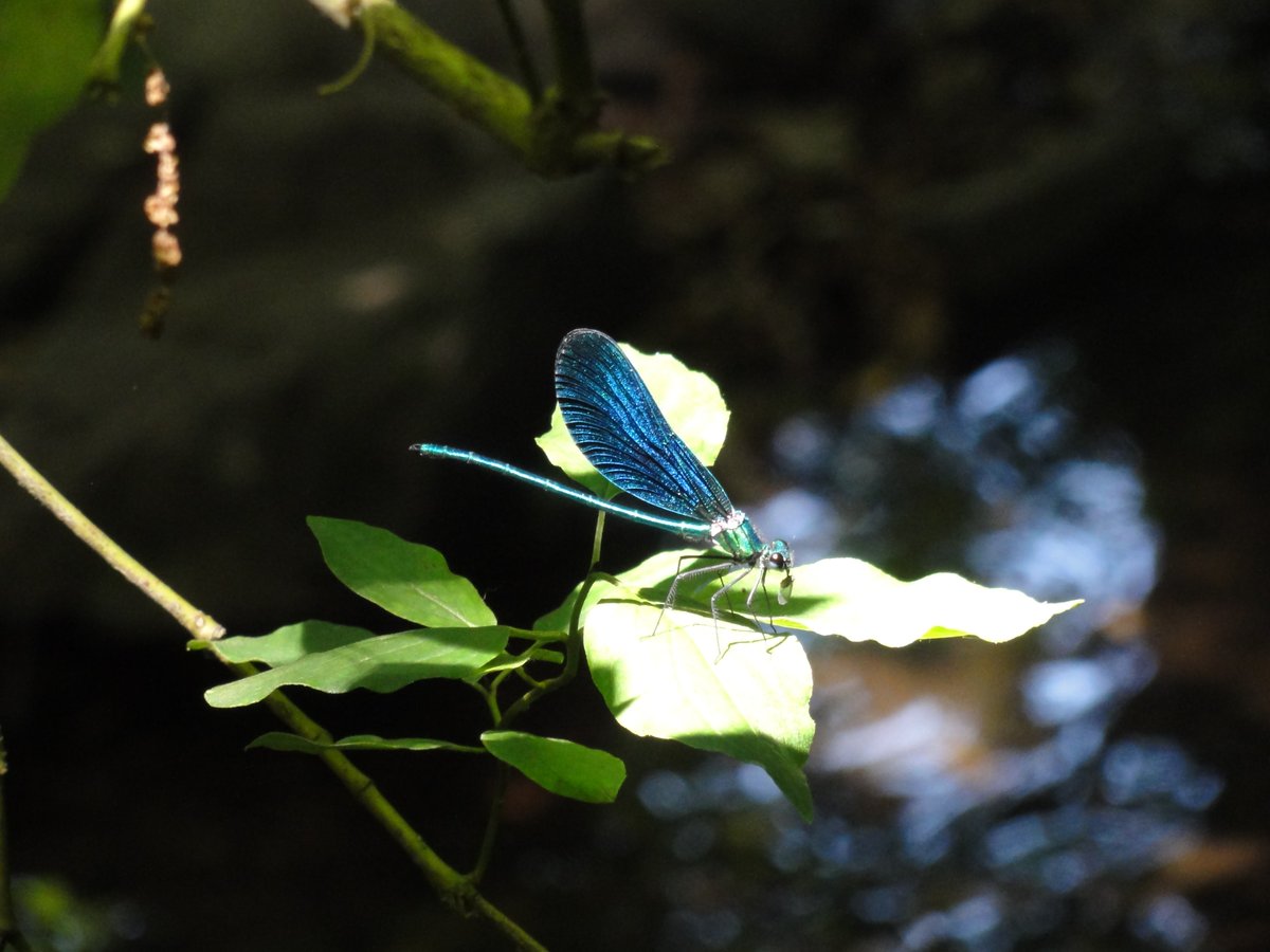 🌿 El Montseny és vida!
 Amb una gran diversitat d’hàbitats — el Parc Natural del Montseny i Reserva de la Biosfera és un autèntic refugi de biodiversitat 🌳🦋 Descobreix-ho de la mà de les passejades guiades, i acompanyat per les empreses locals més compromeses. 
#CETSMontseny