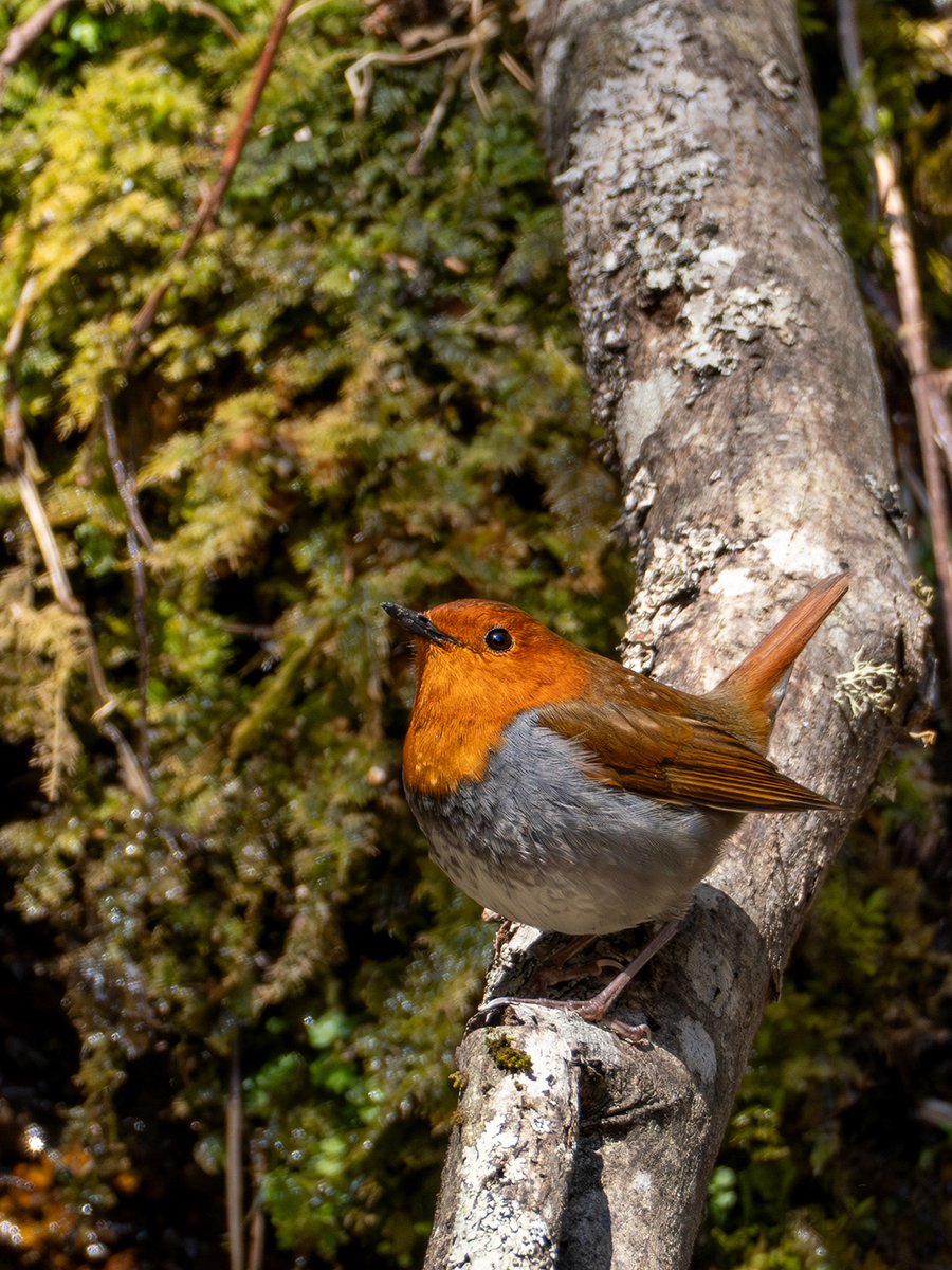 尾羽ぴんの可愛さはミソとこまたんが一番（私見）
#コマドリ #野鳥 #野鳥撮影