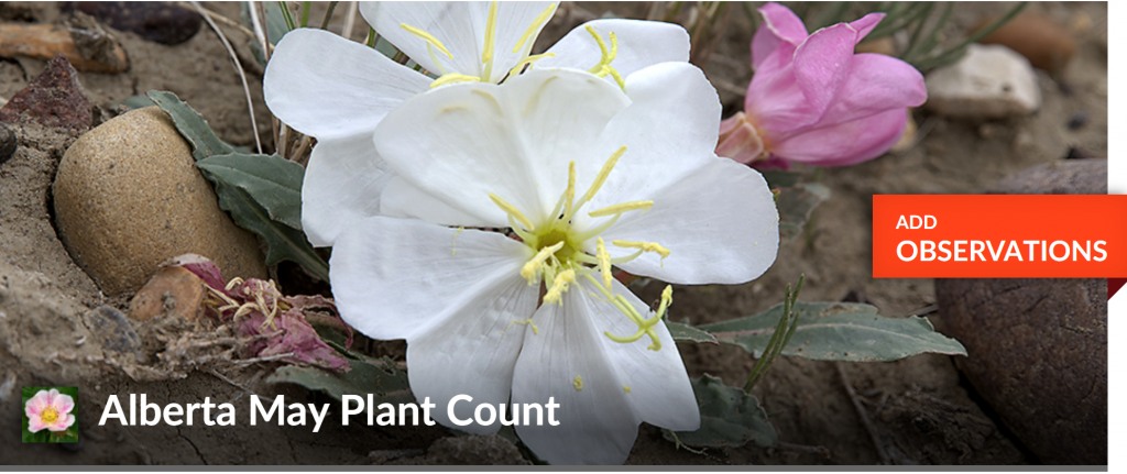 May Plant Count events are part of the province-wide May Species Count and are supported by both Nature Alberta and the ANPC, with the emphasis on tracking the flowering stage of vascular plants. For more information: anpc.ab.ca/?p=11615