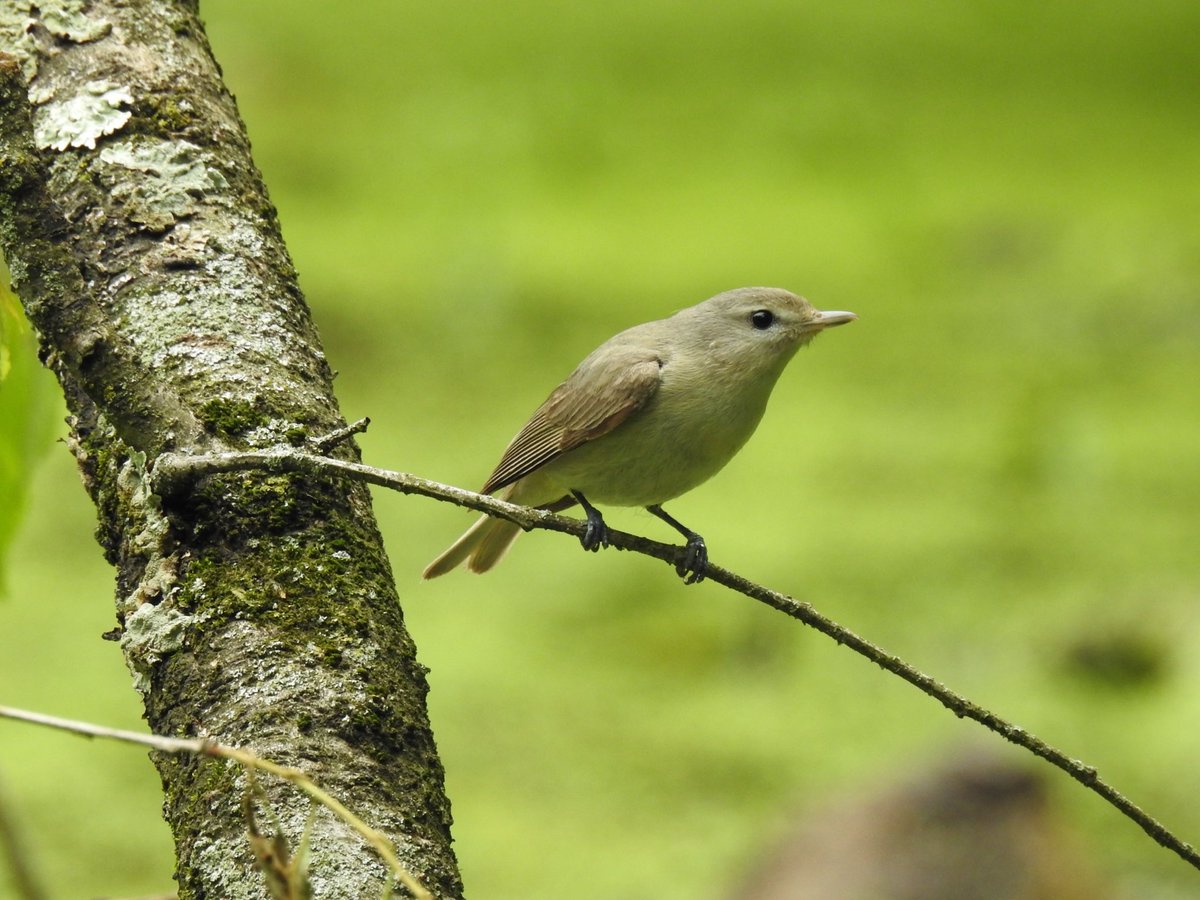 Warbling Vireo in Prospect Park. <a href="/BirdBrklyn/">Brooklyn Bird Alert</a>