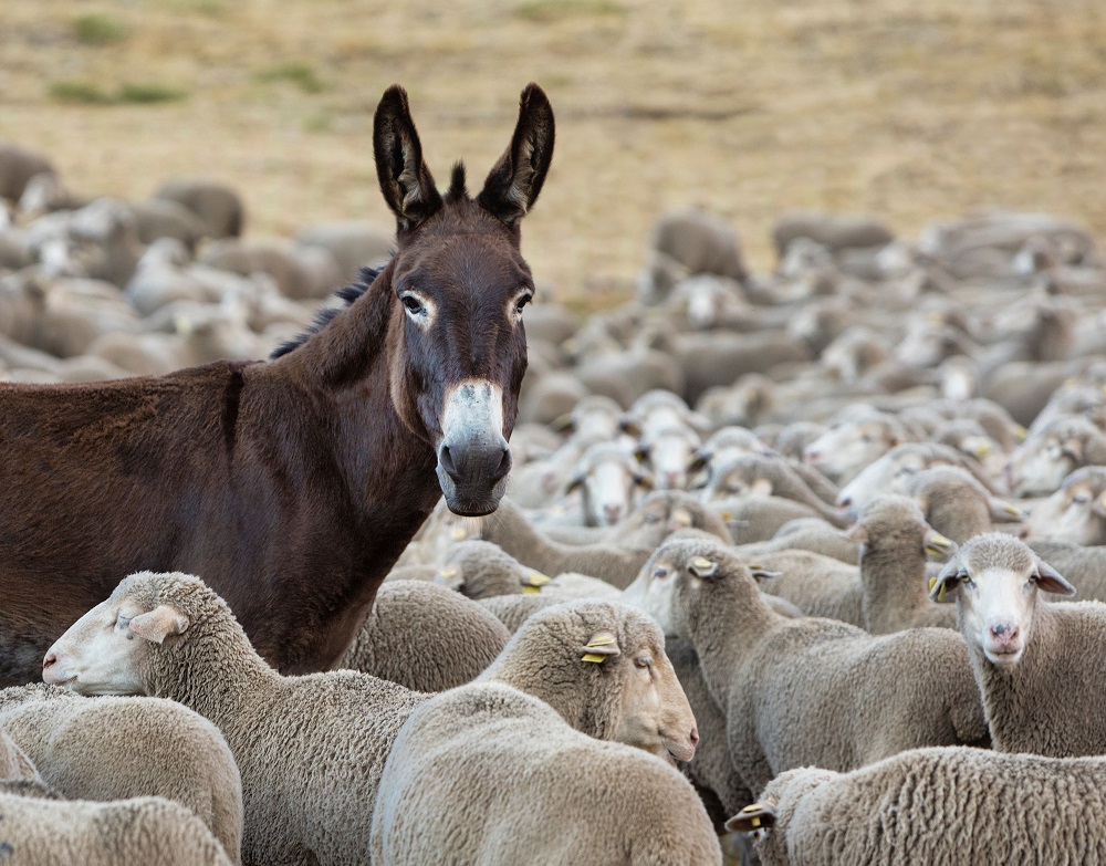 🐑 Los últimos trashumantes: tradición, sostenibilidad y vida rural