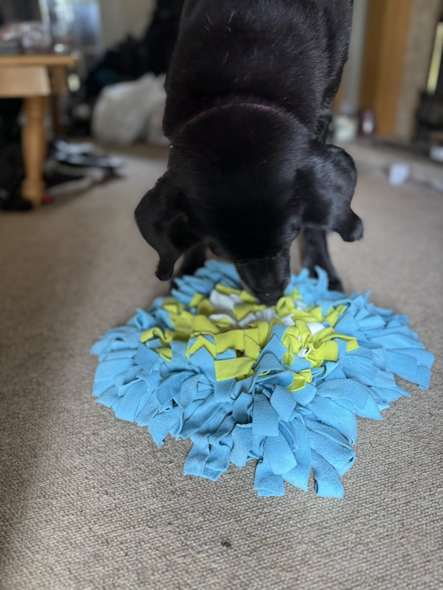 Tracey (@witchit80) on Twitter photo My dog Shea (one of the <a href="/MetsInTheUK/">Mets In The UK</a> mascots) is 14 today! Happy birthday old man!
#LGM My dog Shea (one of the <a href="/MetsInTheUK/">Mets In The UK</a> mascots) is 14 today! Happy birthday old man!
#LGM