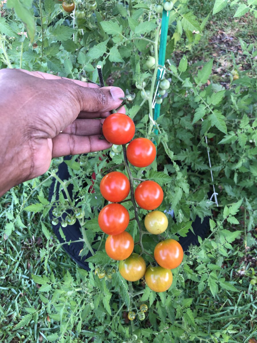 There’s something about #tomatoes, everyone loves them! #horticulture #food