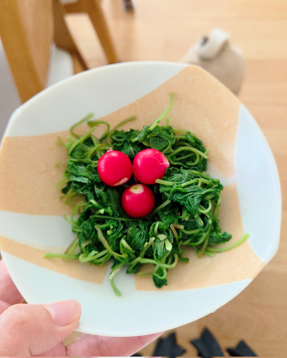 間引いたラディッシュ。
捨てるのもったいないので食べますよ🥗
#家庭菜園 #無農薬 #ねこ