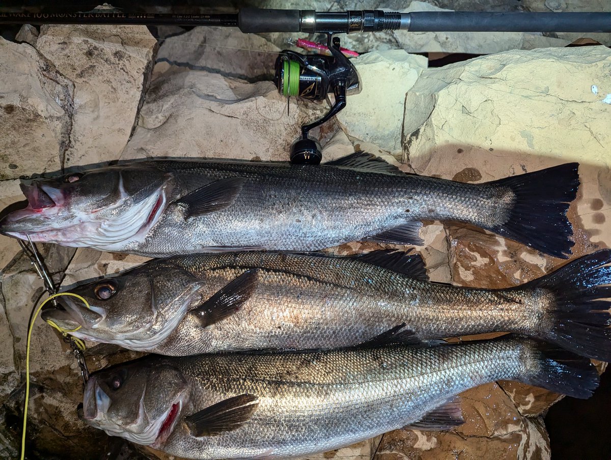 藻ジャ藻ジャシーバスもハマればアツい😃
#男鹿
#藻場
#磯マル
＃3キャッチ
#2バラシ