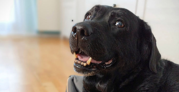 LabradoryOrg's tweet photo. Molly za Tęczowym Mostem
Więcej: https://t.co/OMTCEgk5zq
tel: 573981988, 510957071 #labradoryorg #labradorydoadopcji #labrador #labradorretriever #adoptujpsa https://t.co/5qEuEETYU7