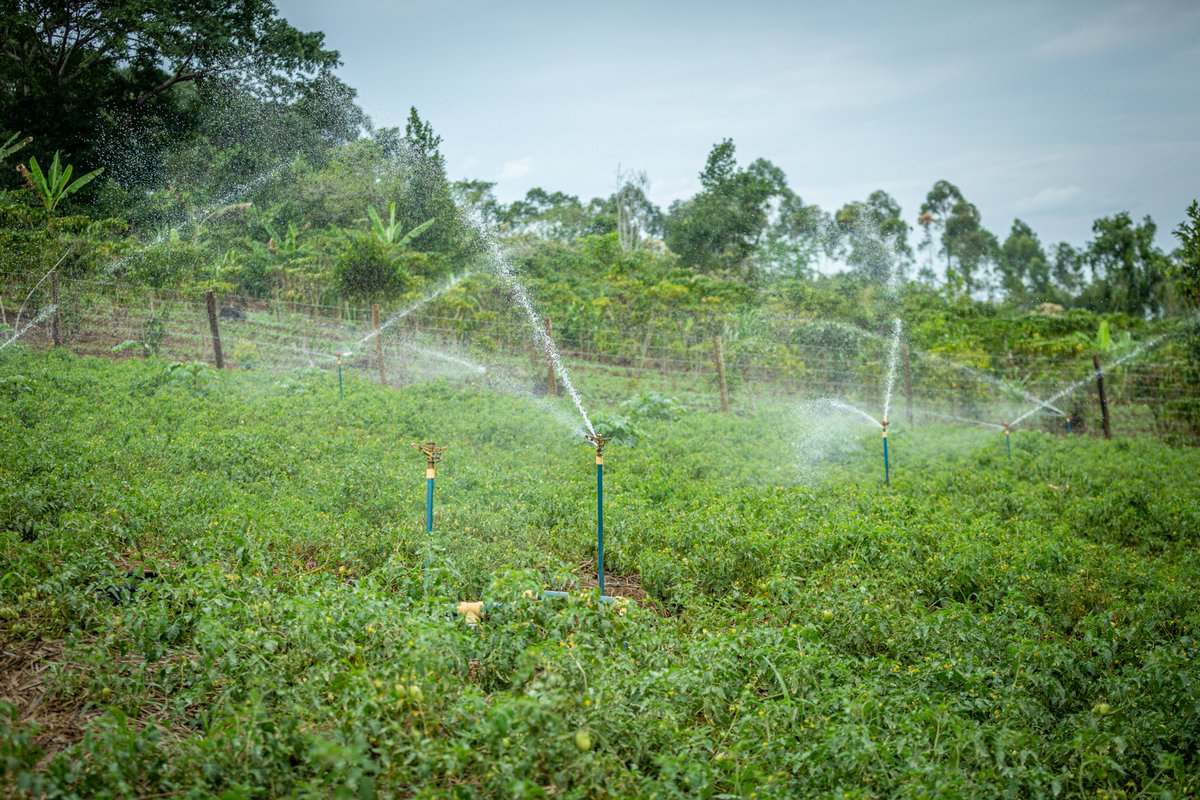 From restoring degraded land to promoting clean cooking. 🇺🇬's forest &amp; #ClimateAction journey is rich with innovation. Today’s reflections spotlight:
🌳Tree growing for wood fuel
🔥Efficient charcoal tech
🚿Solar-powered irrigation
🌾Climate-smart agriculture
💨Clean energy solns