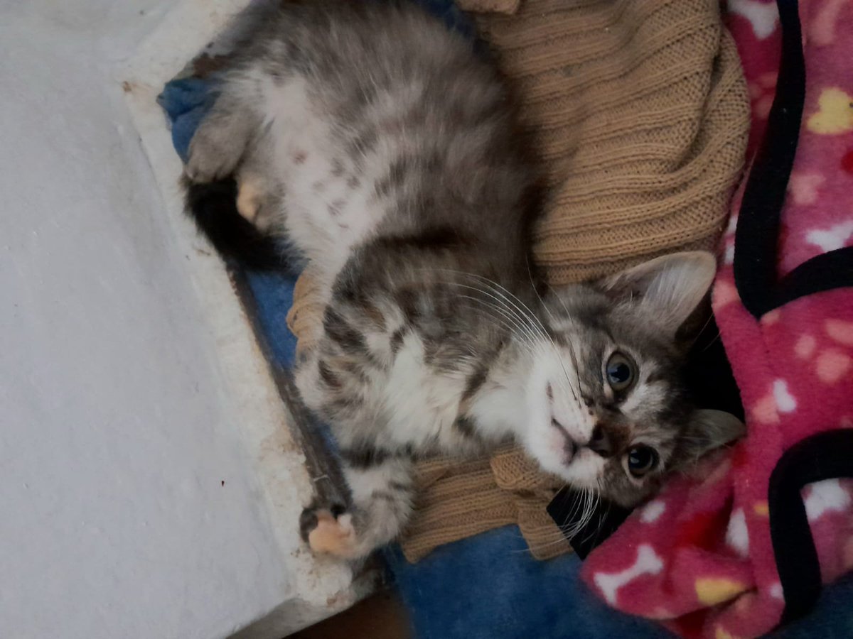 patitasdelsurr's tweet photo. Hola, soy Pompón🤎Tengo 2 meses y estoy buscando una familia llena de amor para mí🏡Estoy en proceso de desparasitación, sé usar mis piedritas y quedarme sola. Soy súper juguetona, me encanta que me den mimos y dormir😴. A veces soy un poco traviesa, salto, corro y trepo🐾 https://t.co/ZOR8u5LY8a