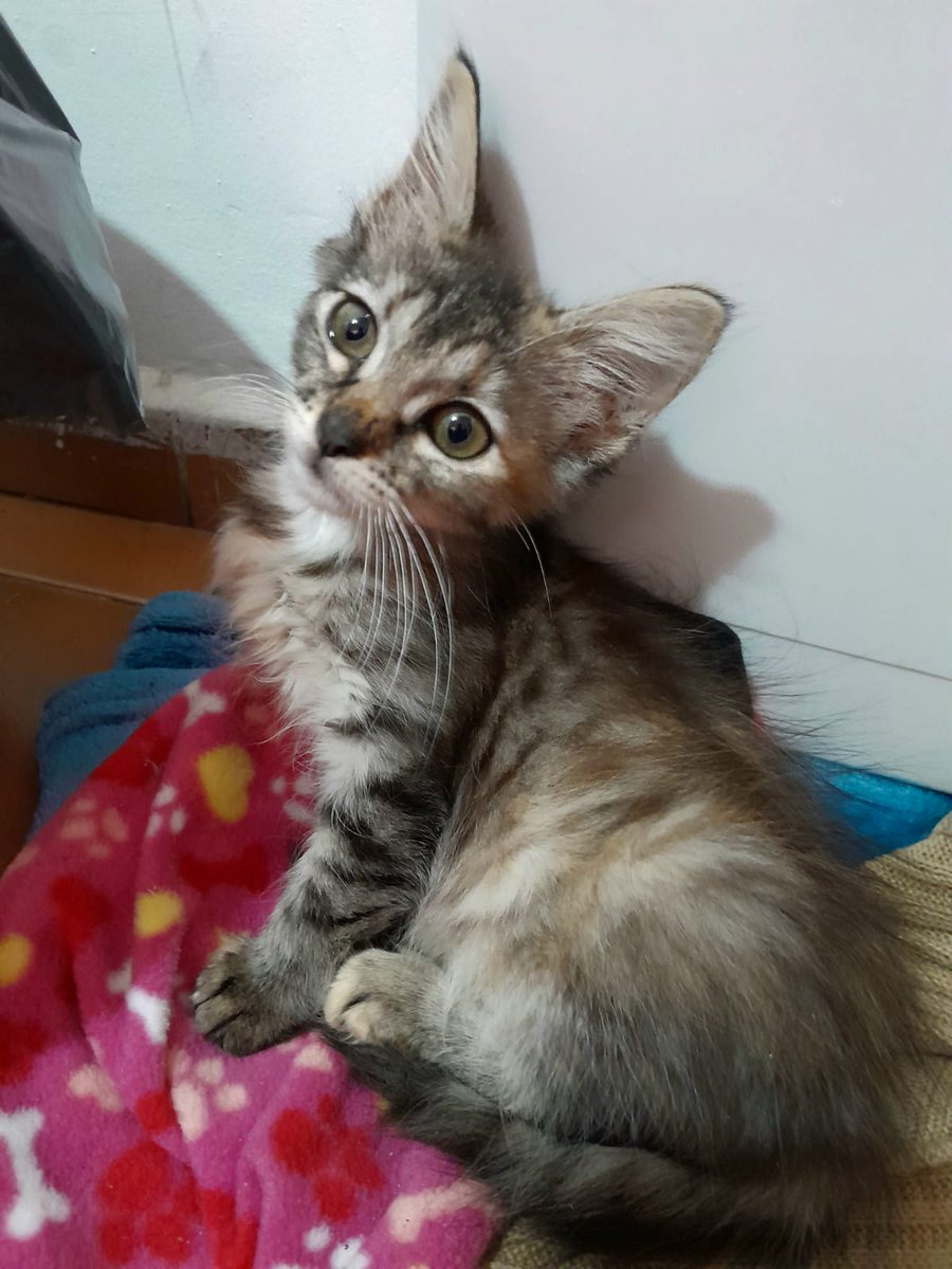patitasdelsurr's tweet photo. Hola, soy Pompón🤎Tengo 2 meses y estoy buscando una familia llena de amor para mí🏡Estoy en proceso de desparasitación, sé usar mis piedritas y quedarme sola. Soy súper juguetona, me encanta que me den mimos y dormir😴. A veces soy un poco traviesa, salto, corro y trepo🐾 https://t.co/ZOR8u5LY8a