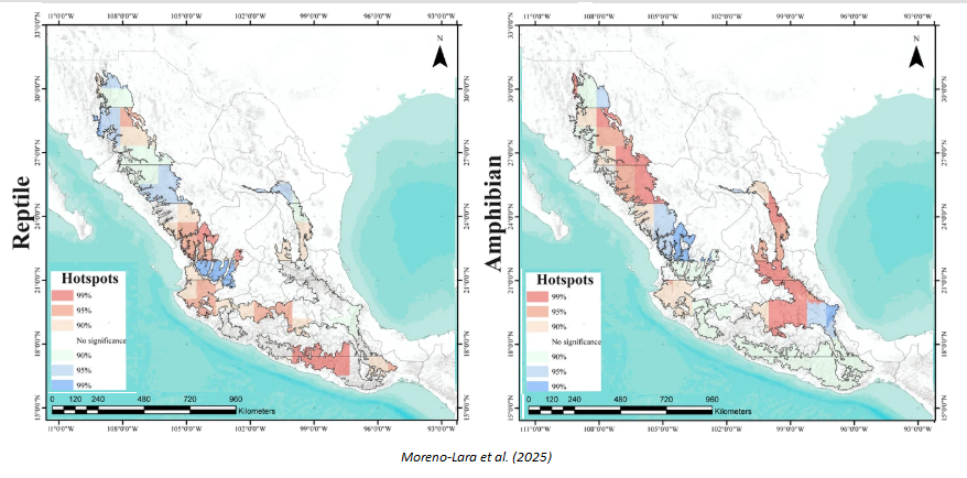 CommunityEcol's tweet image. ๐ฐ๐ธ๐๐๏ธA new study explored the taxonomic richness of #amphibians ๐ธand #reptiles ๐ฆ across different mountainous regions ๐๏ธ of Mexico, allowing for the location of high priority #Conservation sites (#hotspot).
๐ rdcu.be/eosVy
#ecologyresearch #mountainecosystem