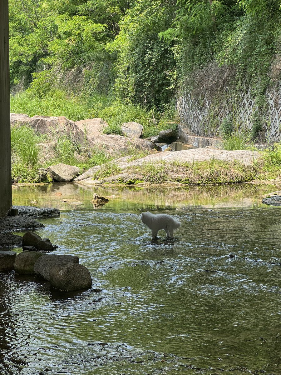 팡이는 물놀이 하느라 도움이 안 되었지만
저는 높은 사전투표율에 일조 했습니다^^
내일까지라니까 함께 하시죠   ^0^