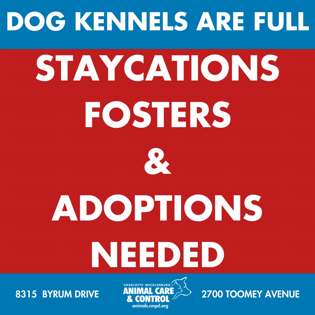 animals_clt's tweet photo. 🚨 THIS IS NOT A DRILL 🚨
We are FULL—took in 40+ animals just YESTERDAY.
It’s also kitten season and we urgently need fosters! 🐾

💛 Supplies are provided—you just give love + space.

Help us save lives.
#FosterNeeded #KittenSeason #CLTPets #AnimalRescue https://t.co/ZkWrlUMdkF