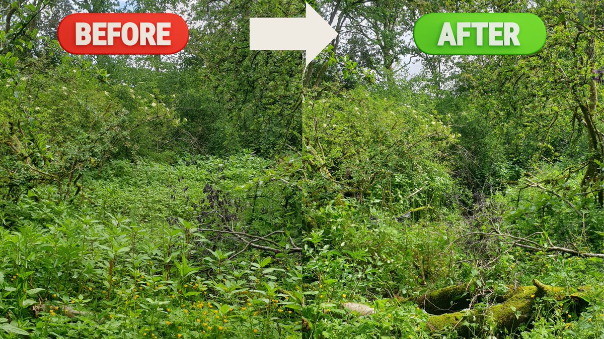 InvasivespeciesNI (@invasni) on Twitter photo The NIEA INNS Team joined <a href="/abcb_council/">ABC Council</a>'s balsam bash yesterday at Oxford Island.
Just look at the difference a couple of hours of work makes 👇
Thank you to all of the volunteers who joined us! The NIEA INNS Team joined <a href="/abcb_council/">ABC Council</a>'s balsam bash yesterday at Oxford Island.
Just look at the difference a couple of hours of work makes 👇
Thank you to all of the volunteers who joined us!