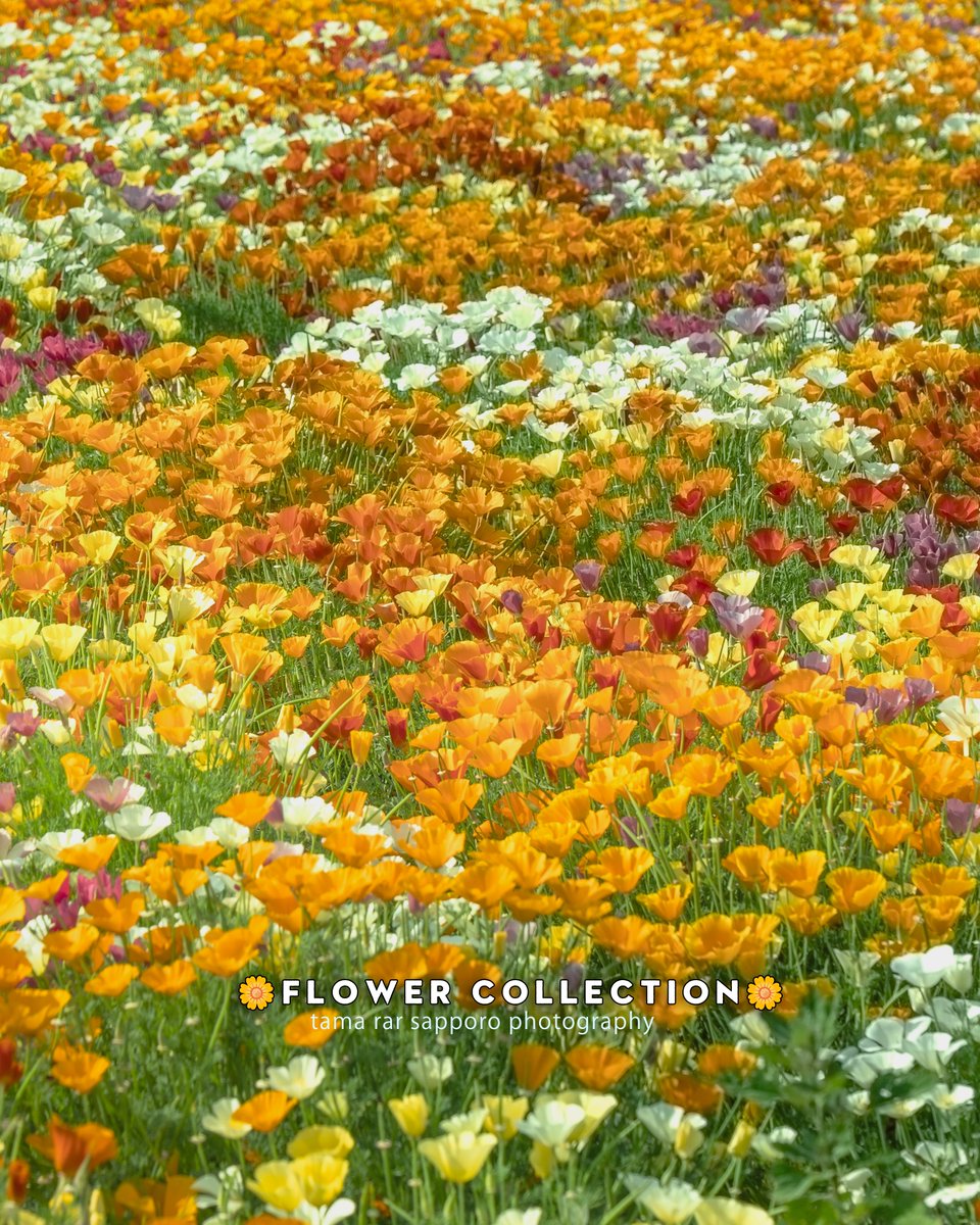 yuki_tama_rar_s's tweet photo. 💮FLOWER COLLECTION💮
色鮮やかな季節がやってきます🌻
#四季彩の丘
#FLOWERCOLLECTION
#ファインダー越しの私の世界
#キリトリセカイ
#SonyAlpha #a7III #sony
#これソニーで撮りました
#東京カメラ部 #Photograph #photography https://t.co/JVk0xzdZbn