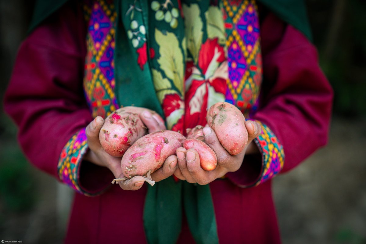 Today we mark #InternationalDayOfPotato by celebrating a crop that nourishes millions and embodies resilience. The potato plays a vital role in fighting hunger, improving livelihoods and shaping a better foods future. Let's work together to unlock its full potential. #4Betters