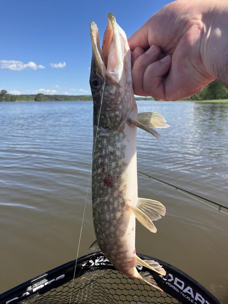 OlundsFiske's tweet photo. En gädda attackerade min wobbler med full kraft i Björndalsvik denna soliga torsdagseftermiddag 🌞🎣! Med 20.2°C i luften och en svag sydvästvind kändes det som en perfekt dag för fiske. Kolla in alla mina fångster här 👉 https://t.co/kUjIB84i6D 🐟 #gädda #fiskeäventyr https://t.co/QssDtqh9CE