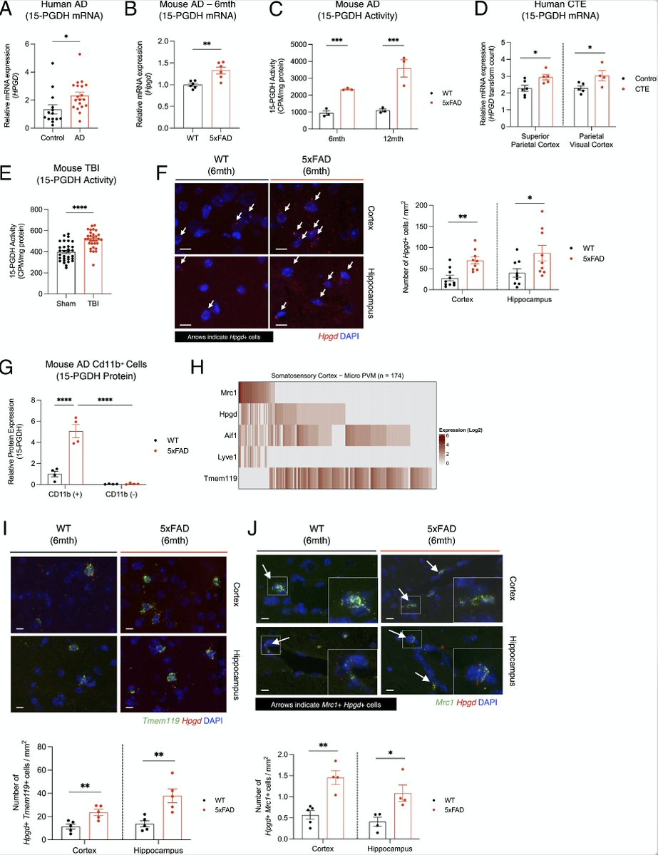In new study, researchers Yeojung Koh, et al. targeted an enzyme in immune system they discovered to be highly enriched in #BloodBrainBarrier &amp; even further elevated in #Alzheimers #TBI &amp; #Aging in mice &amp; humans &amp; that this change harms BBB. <a href="/PNASNews/">PNASNews</a>  
pnas.org/doi/10.1073/pn…