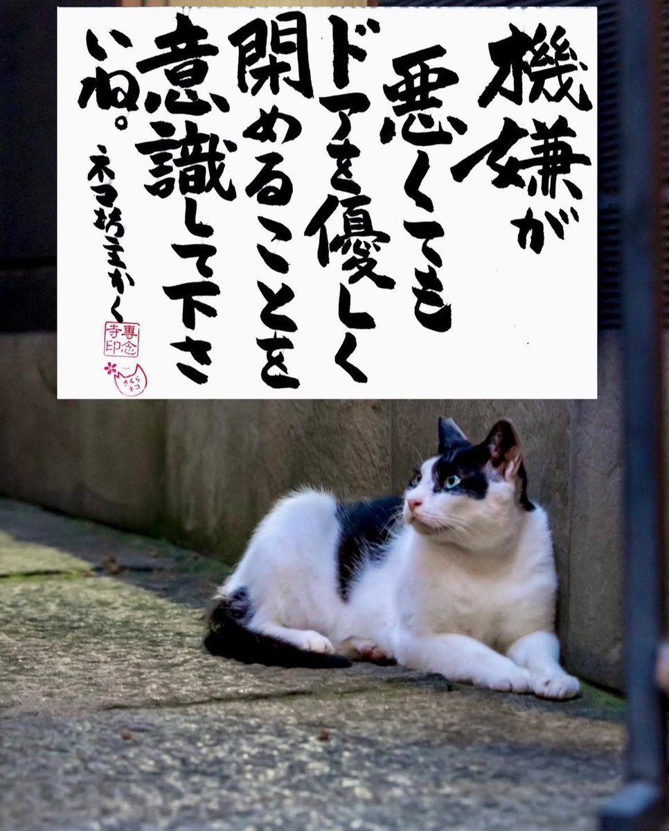 ネコさんから人間さんへ今日の一言