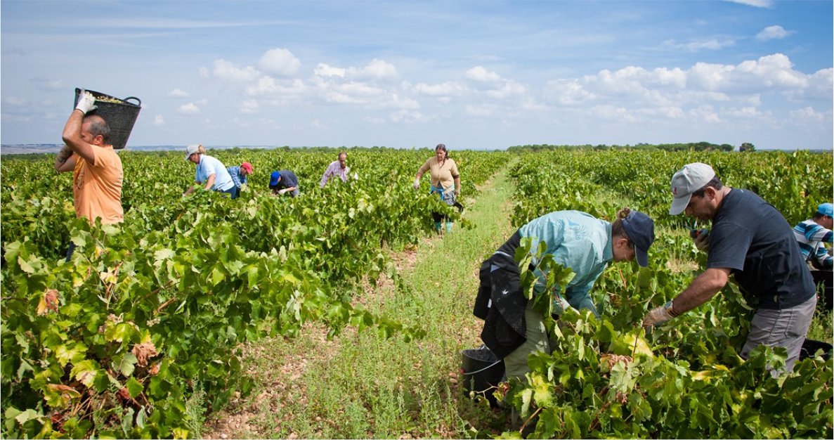 🍇 Vendimiar en el momento justo es una mezcla de ciencia, intuición y pasión. En Vinos Sanz analizamos el azúcar, la acidez y el pH, pero también catamos las uvas en el campo.
👉 Descubre cómo lo hacemos en nuestro blog: vinossanz.com/la-ciencia-det…