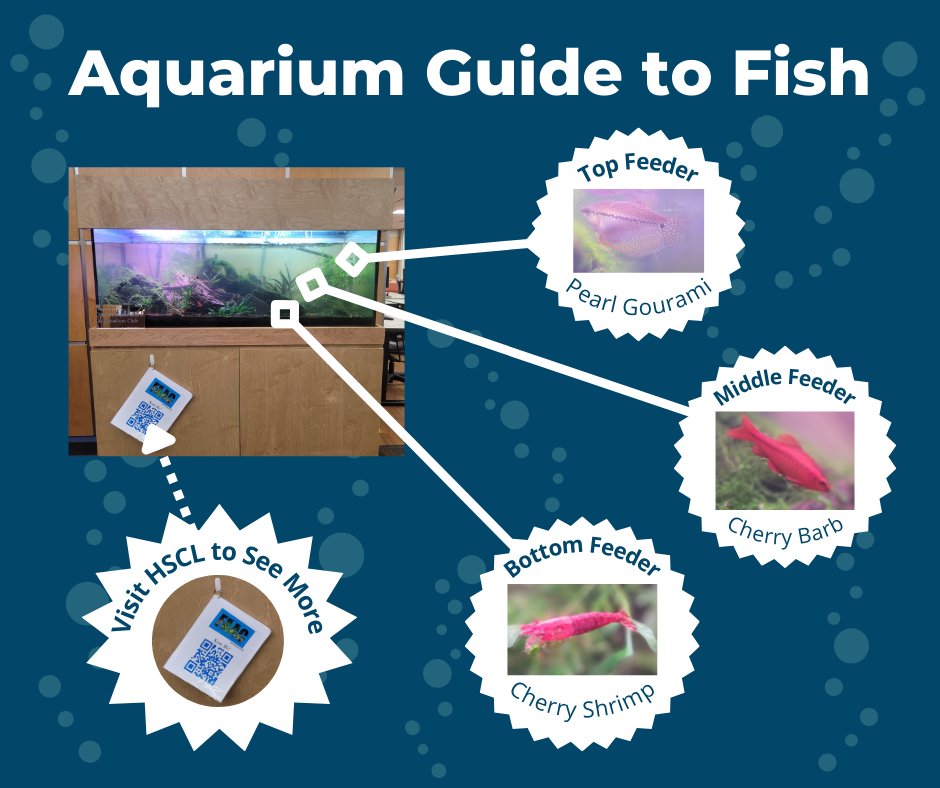 Come visit the HSCL to see the fishes in our aquarium managed by the Florida Aquaculture &amp; Aquarium Club. You will find aquatic creatures like pearl gouramis, cherry shrimps, snails, and many more. Learn more in the guide placed right below the aquarium! @‌uflib