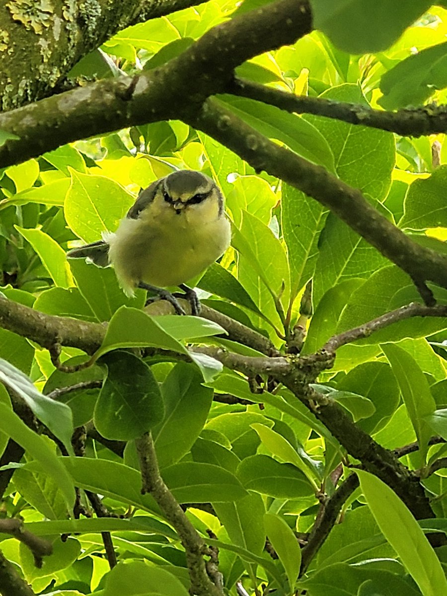 Der erste Wurf Blaumeisen ist dieses Jahr sehr zahm! 🤩