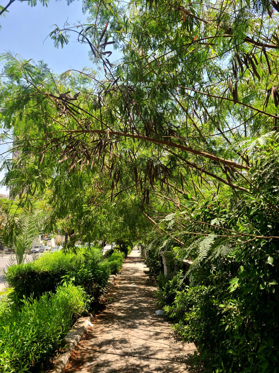 زى حلاوه فيروز الصبح 🦋