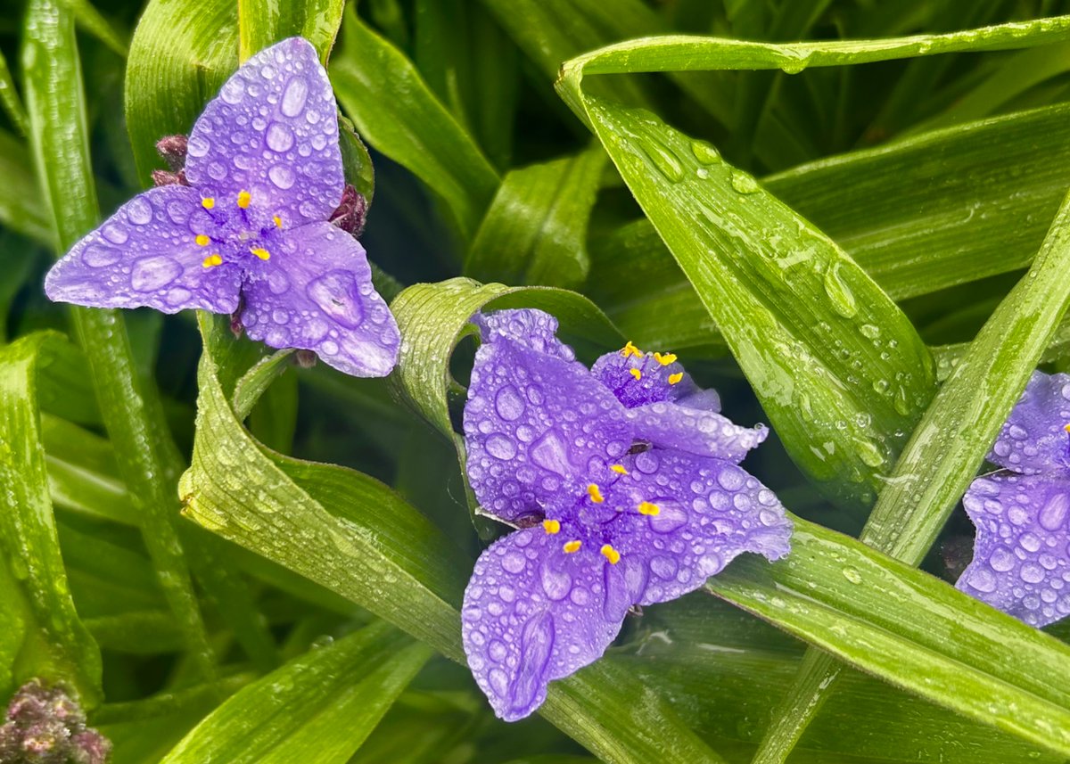 #rain meets #flower 😲 
First appreciated Tradescantia ohiensis in Georgia. Looks even prettier here in the state they’re named for! #ClevelandOhio
