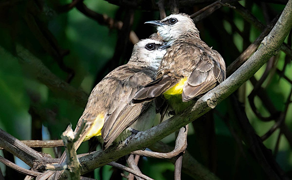 Love is in the air ... or at least on the branch! 💛🌿 These cozy yellow-vented bulbuls (Pycnonotus goiavier) prove that even avian life needs a good snuggle session🥰🐦. Photo: Edd Bautista. #Biodiversity #Wildlife #Birds #Birding #WildlifePhotography #NaturePhotography
